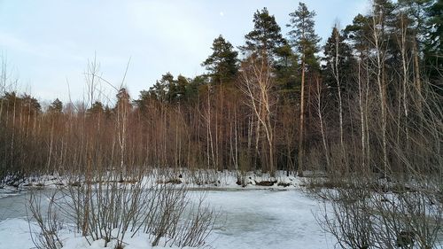 Snow covered trees in forest against sky