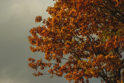 Low angle view of autumnal tree against sky