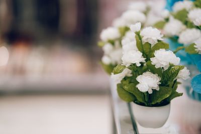 Close-up of white flowers