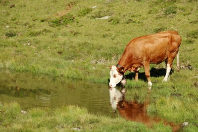 Cow drinking water in a lake