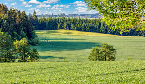 Scenic view of agricultural field