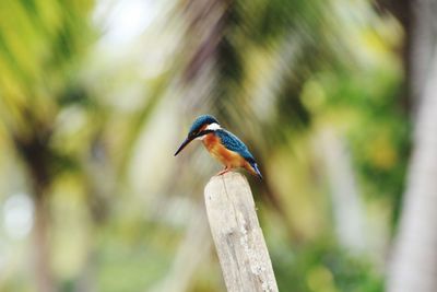 Close-up of bird perching on tree