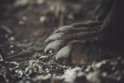 Close-up of cat sleeping on field