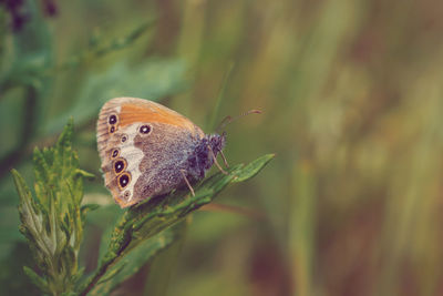 Close-up of butterfly on flower