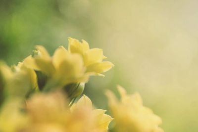 Close up of yellow flower