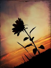 Close-up of silhouette plant against orange sky