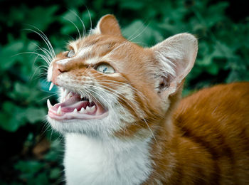 Close-up of a cat