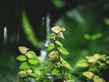 Close-up of green leaves on plant