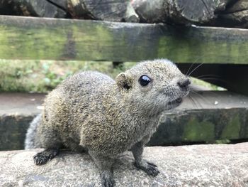 Close-up portrait of an animal