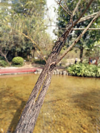 Close-up of tree against grass