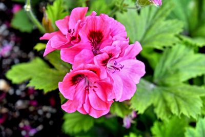 Close-up of pink flower blooming outdoors