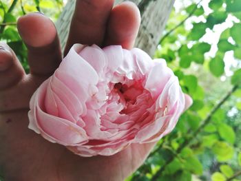 Close-up of hand holding pink rose