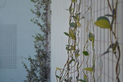 Close-up of plant against building