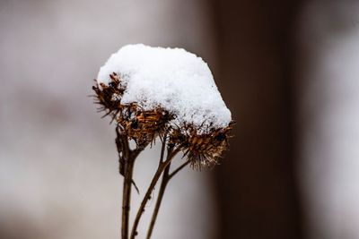 Close-up of snow on plant