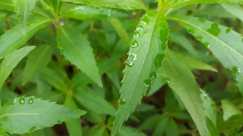 Close-up of wet insect on plant