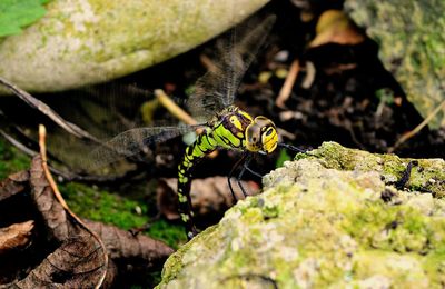 Close-up of insect on rock