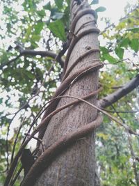 Low angle view of tree trunk in forest