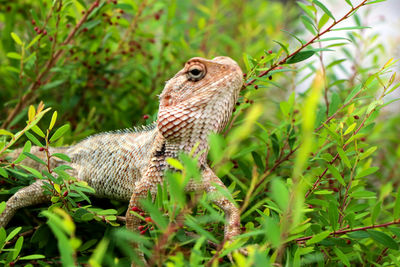 Close-up of lizard