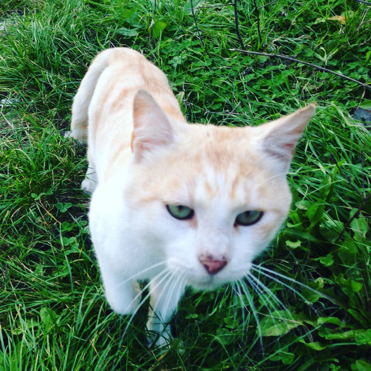 domestic cat, pets, cat, domestic animals, one animal, grass, animal themes, feline, mammal, looking at camera, portrait, whisker, relaxation, field, lying down, grassy, green color, staring, close-up, alertness