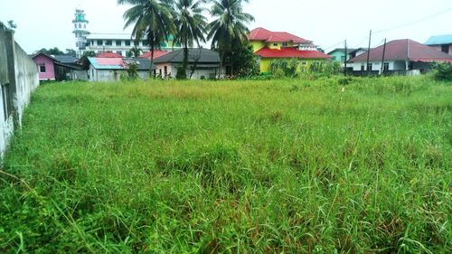 Grass growing on field by houses against sky