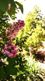 Close-up of flowers blooming on tree