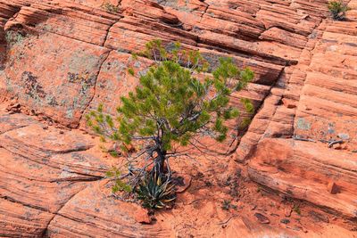 Lower sand cove trail vortex  snow canyon red cliffs national conservation area saint george utah