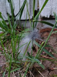 Close-up of white dandelion flower on field