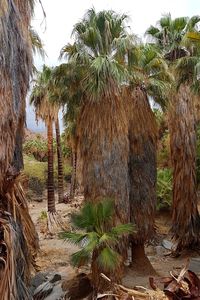 Palm trees on field against clear sky