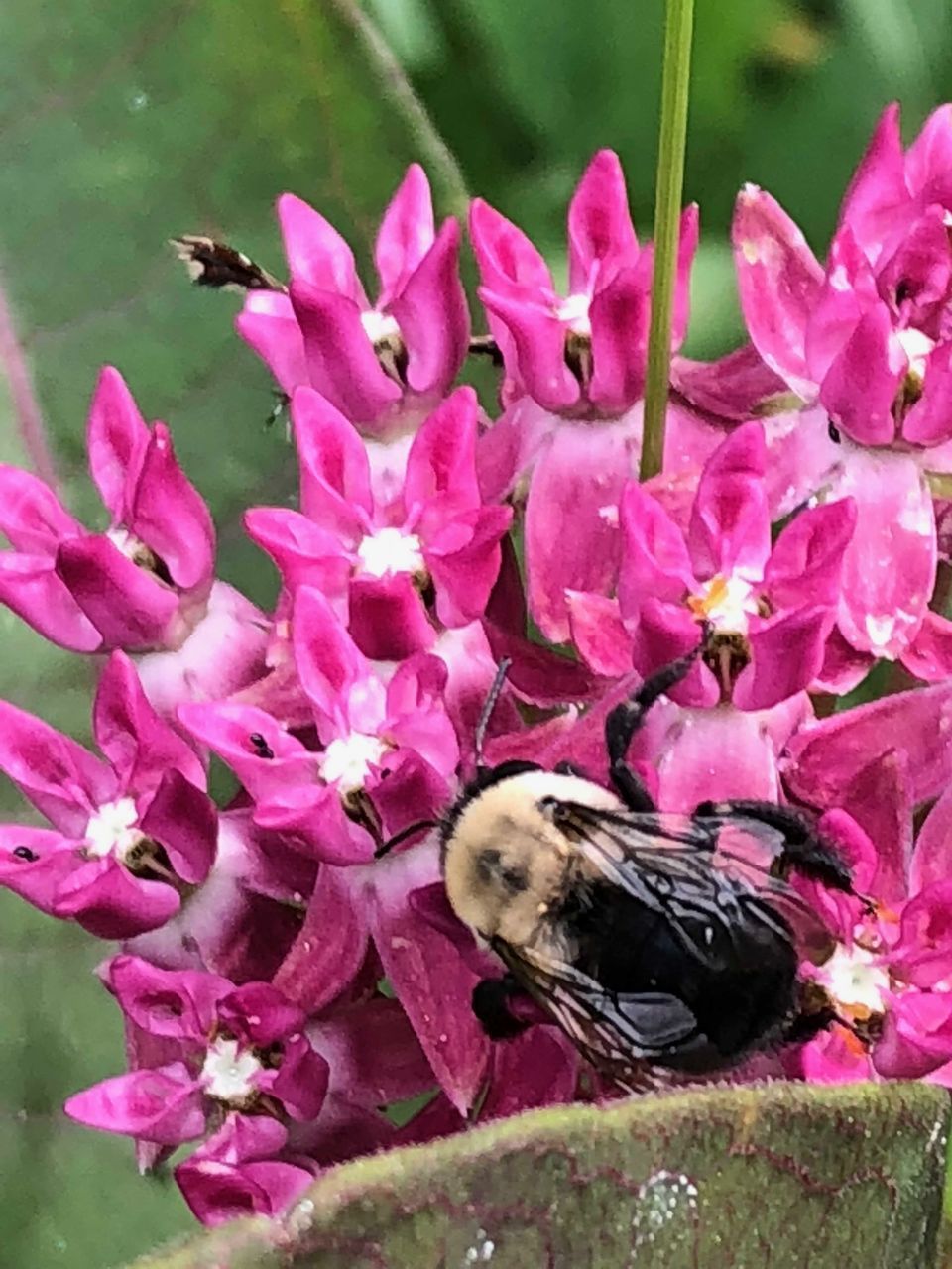 CLOSE-UP OF PINK FLOWERS IN BLOOM