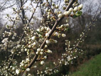 Close-up of white flowers blooming on tree