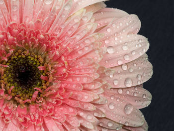 Close-up of water drops on pink flower