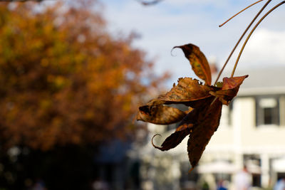 Close-up of dry leaves on plant against sky