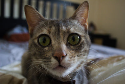 Close-up portrait of cat on bed at home