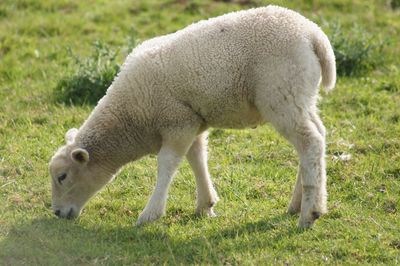 Sheep grazing in a field