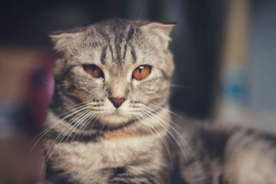 Close-up portrait of a cat