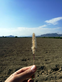 Close-up of hand holding plant against sky