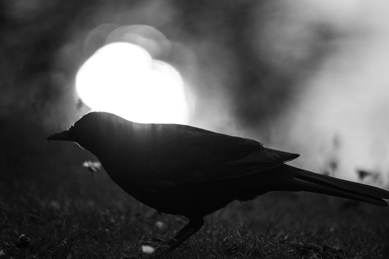 CLOSE-UP OF BIRD PERCHING ON A SILHOUETTE OF A MAN