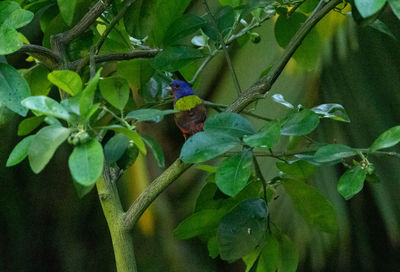 View of bird perching on tree