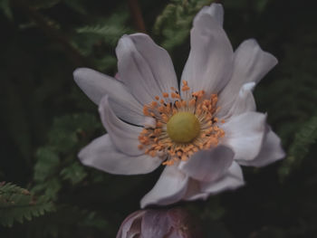 Close-up of white flowering plant