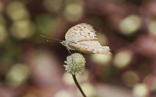 Close-up of butterfly pollinating on flower