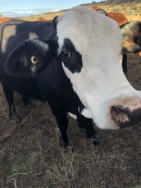 Cow standing in a field