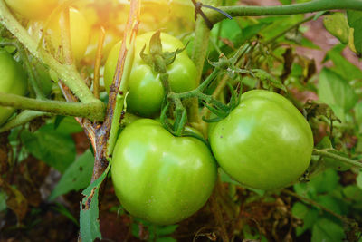 Close-up of tomatoes growing on plant