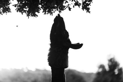 Low angle view of monkey on tree against sky