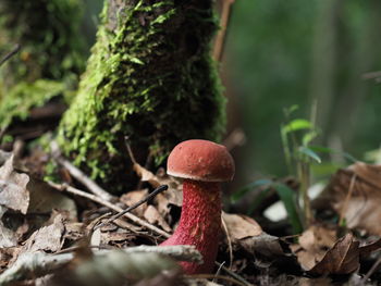 Close-up of red mushroom/bolete growing on field in forest/woodland, possibly poisonous