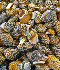 Full frame shot of shells