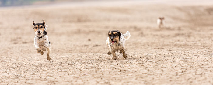 Portrait of dog running on land