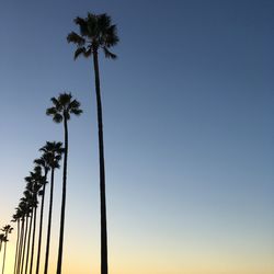 Low angle view of palm trees against clear sky