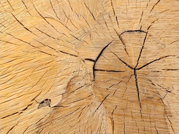 Full frame shot of tree stump