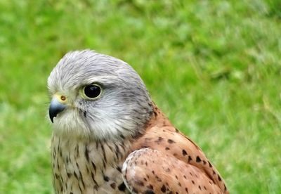 Close-up of a bird