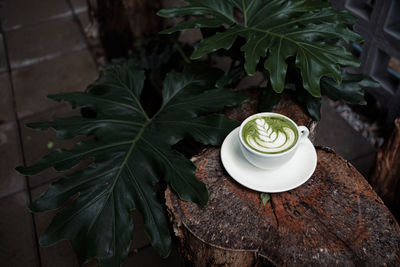 High angle view of potted plant